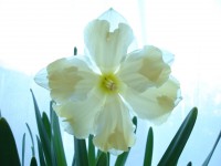 /album/bloemen/afbeelding-013-jpg/